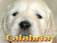 Szczeniak Golden Retriever - Agent Specjalny