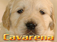 Szczeniak Golden Retriever - Agent Specjalny