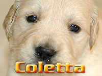 Szczeniak Golden Retriever - Agent Specjalny