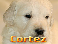 Szczeniak Golden Retriever - Agent Specjalny