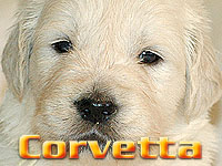 Szczeniak Golden Retriever - Agent Specjalny