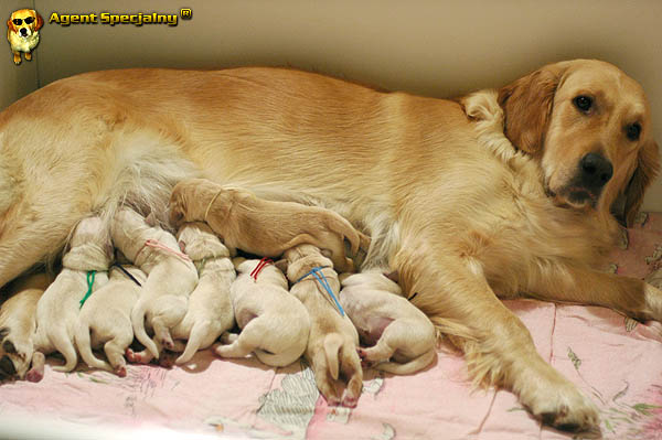 Szczeniak Golden Retriever - Agent Specjalny