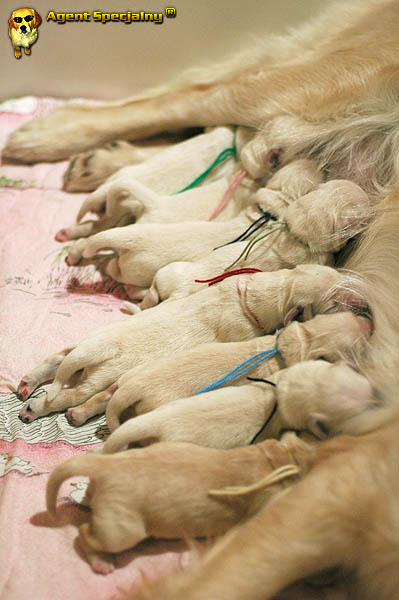 Szczeniak Golden Retriever - Agent Specjalny