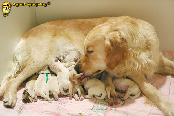 Szczeniak Golden Retriever - Agent Specjalny