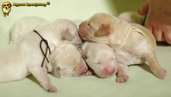 Szczeniak Golden Retriever - Agent Specjalny