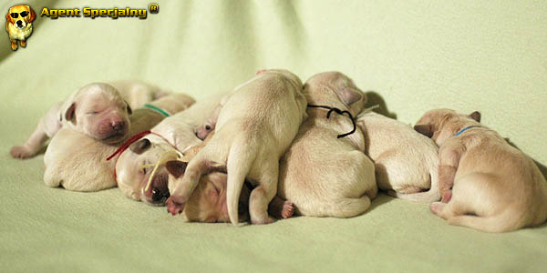 Szczeniak Golden Retriever - Agent Specjalny