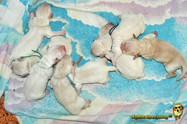 Szczeniak Golden Retriever - Agent Specjalny