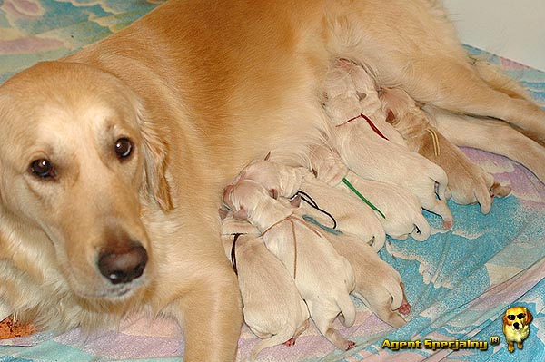Szczeniak Golden Retriever - Agent Specjalny