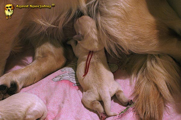 Szczeniak Golden Retriever - Agent Specjalny