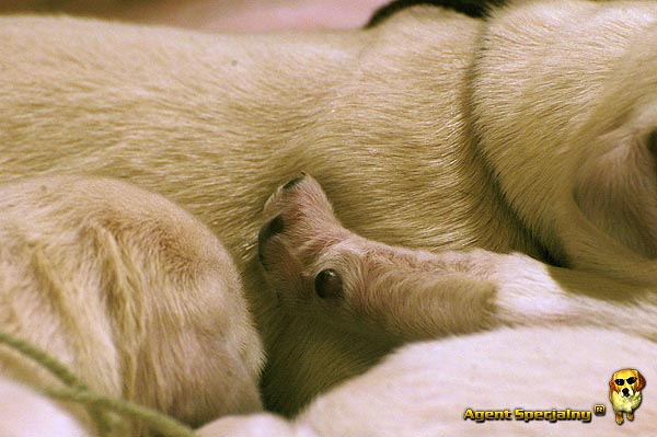 Szczeniak Golden Retriever - Agent Specjalny