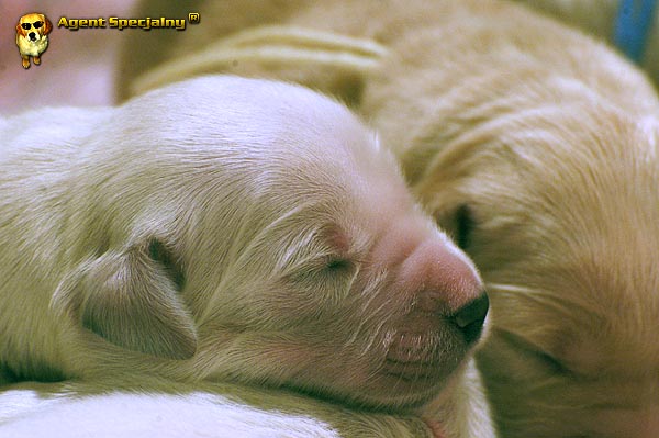 Szczeniak Golden Retriever - Agent Specjalny