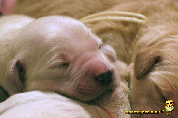 Szczeniak Golden Retriever - Agent Specjalny