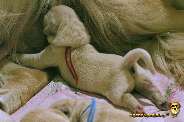 Szczeniak Golden Retriever - Agent Specjalny