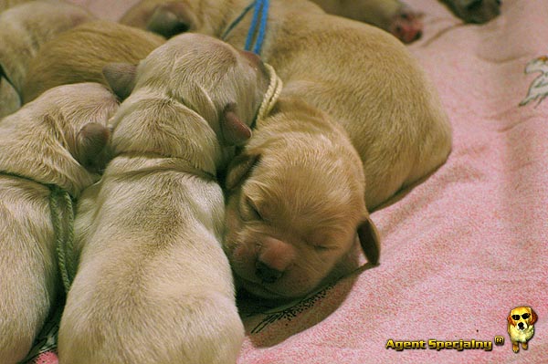 Szczeniak Golden Retriever - Agent Specjalny