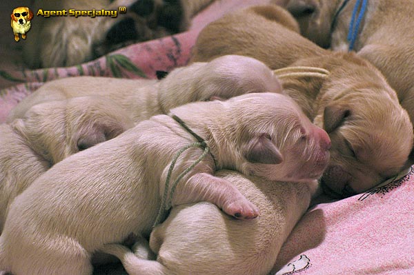 Szczeniak Golden Retriever - Agent Specjalny