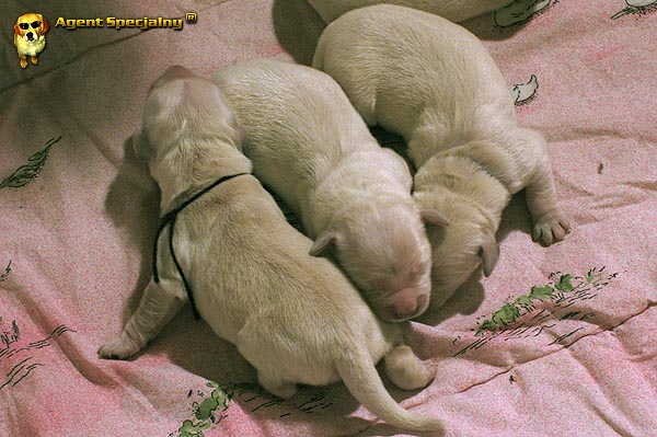 Szczeniak Golden Retriever - Agent Specjalny