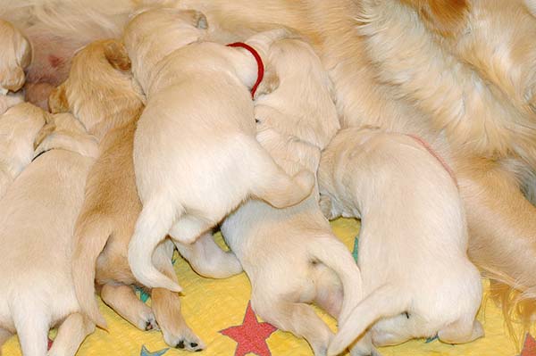 Szczeniak Golden Retriever - Agent Specjalny