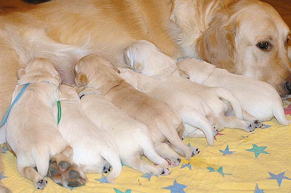 Szczeniak Golden Retriever - Agent Specjalny