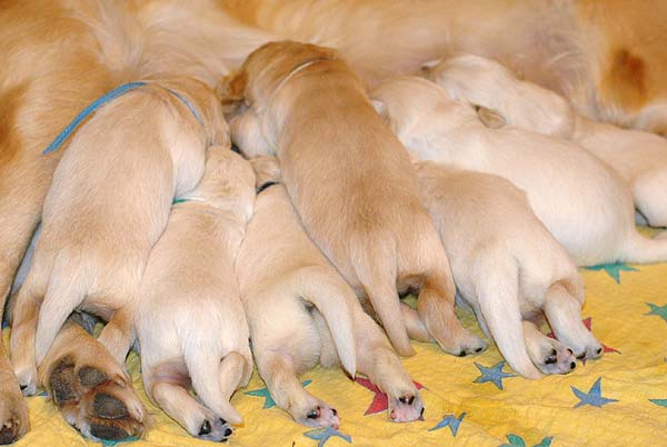 Szczeniak Golden Retriever - Agent Specjalny