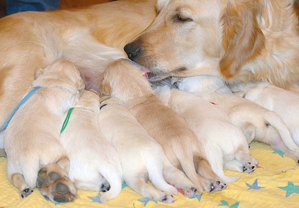 Szczeniak Golden Retriever - Agent Specjalny