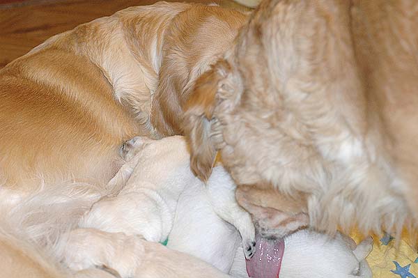 Szczeniak Golden Retriever - Agent Specjalny