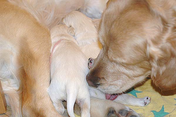 Szczeniak Golden Retriever - Agent Specjalny