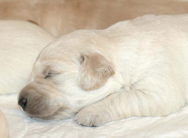 Szczeniak Golden Retriever - Agent Specjalny