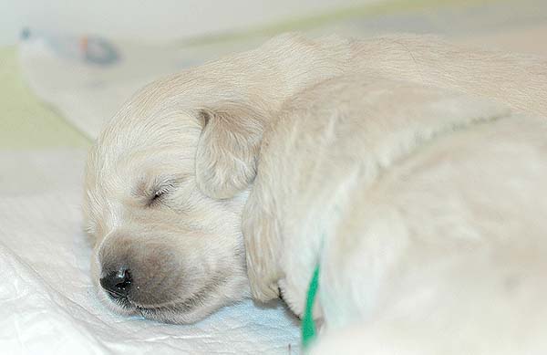 Szczeniak Golden Retriever - Agent Specjalny