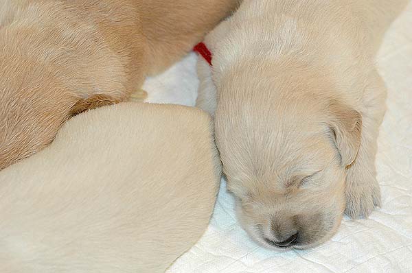 Szczeniak Golden Retriever - Agent Specjalny