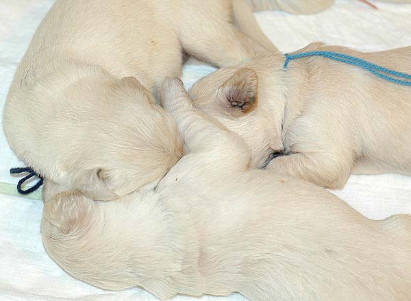 Szczeniak Golden Retriever - Agent Specjalny