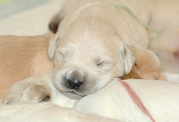 Szczeniak Golden Retriever - Agent Specjalny