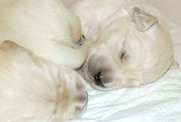 Szczeniak Golden Retriever - Agent Specjalny