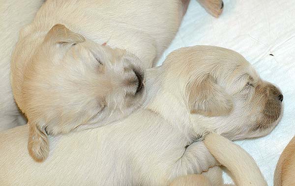 Szczeniak Golden Retriever - Agent Specjalny