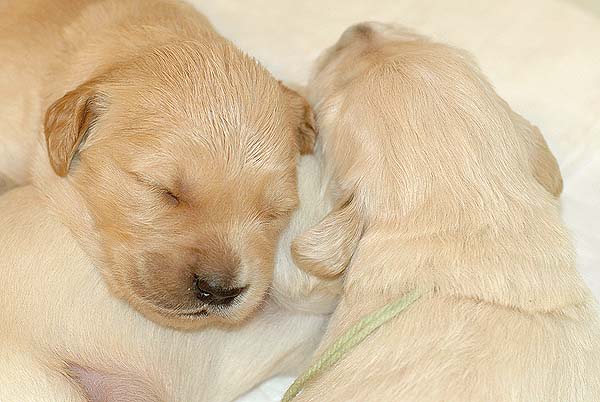 Szczeniak Golden Retriever - Agent Specjalny