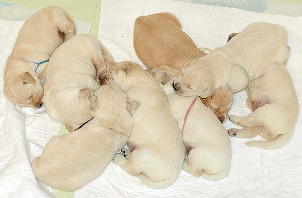 Szczeniak Golden Retriever - Agent Specjalny