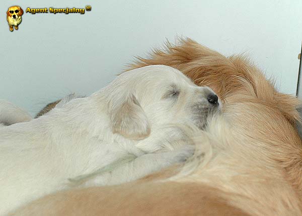 Szczeniak Golden Retriever - Agent Specjalny