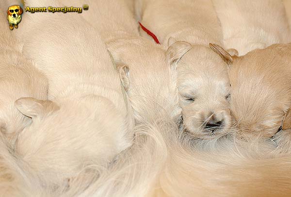Szczeniak Golden Retriever - Agent Specjalny