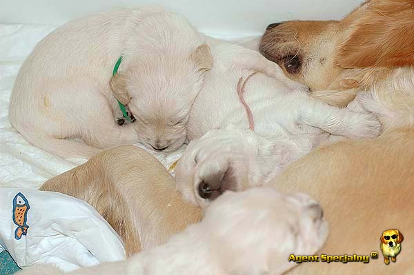 Szczeniak Golden Retriever - Agent Specjalny