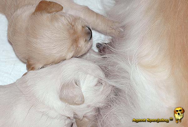 Szczeniak Golden Retriever - Agent Specjalny