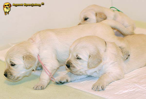 Szczeniak Golden Retriever - Agent Specjalny