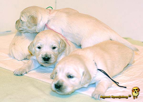 Szczeniak Golden Retriever - Agent Specjalny