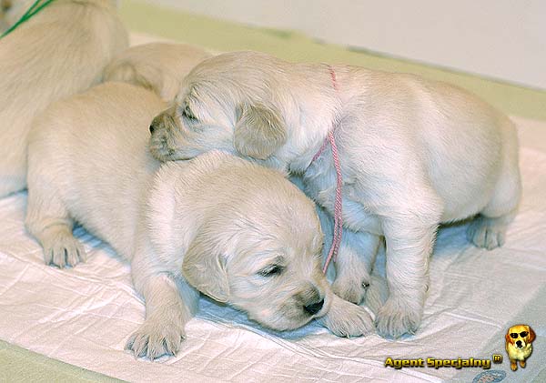 Szczeniak Golden Retriever - Agent Specjalny