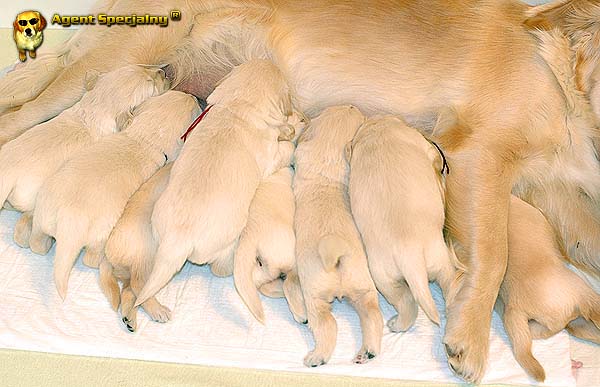 Szczeniak Golden Retriever - Agent Specjalny