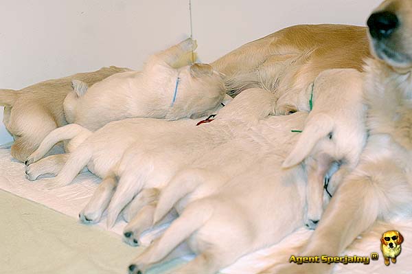 Szczeniak Golden Retriever - Agent Specjalny