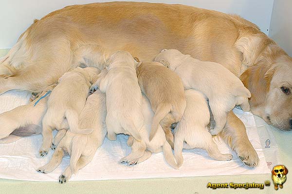 Szczeniak Golden Retriever - Agent Specjalny
