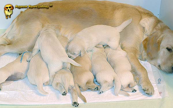 Szczeniak Golden Retriever - Agent Specjalny