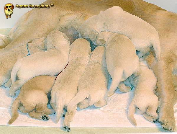 Szczeniak Golden Retriever - Agent Specjalny