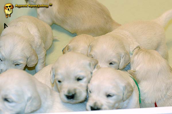 Szczeniak Golden Retriever - Agent Specjalny