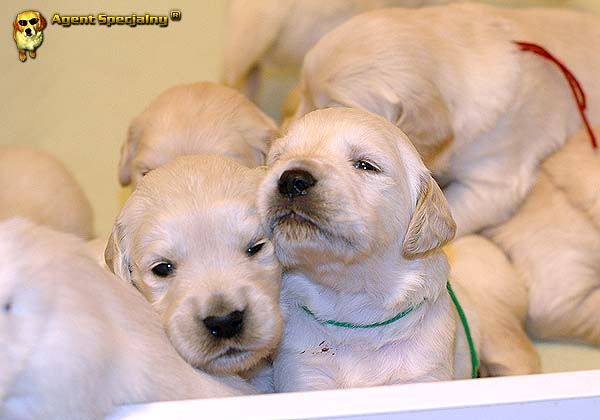 Szczeniak Golden Retriever - Agent Specjalny