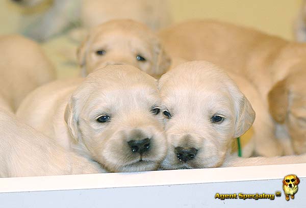 Szczeniak Golden Retriever - Agent Specjalny